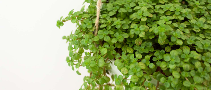 The Benefits Of Greenhouse Live Green Baby Tears Plants-1