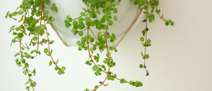 The Benefits Of Greenhouse Live Green Baby Tears Plants